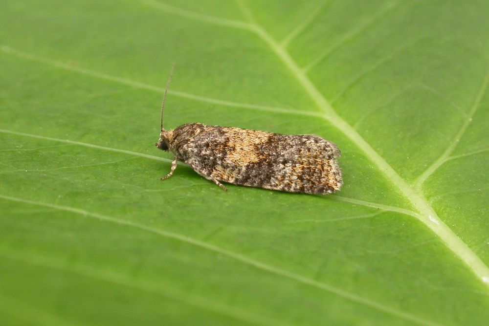 Ptycholomoides aeriferana