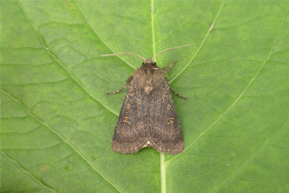 Square-spot Rustic (Xestia xanthographa)