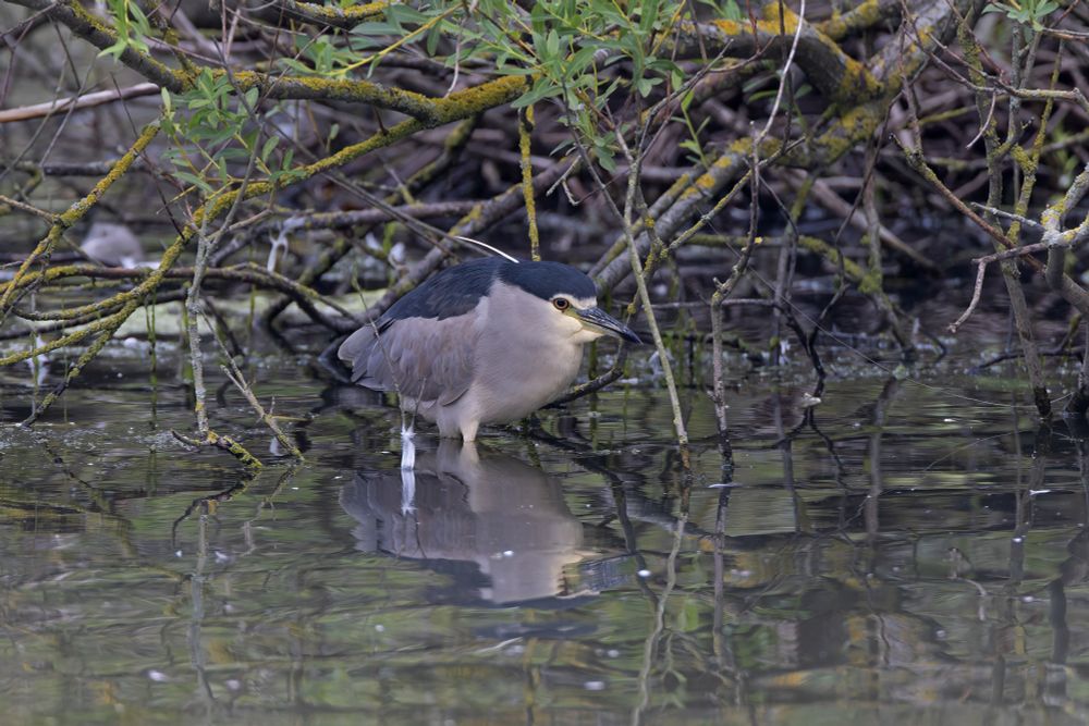 Black-crowned Night Heron (Nycticorax nycticorax)