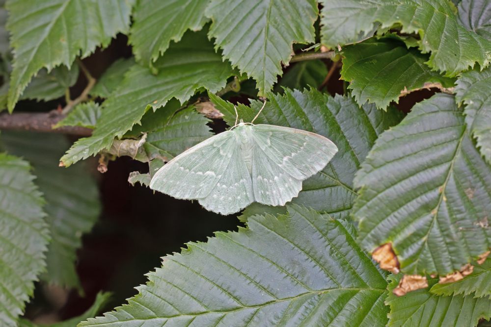 Large Emerald (Geometra papilionaria)