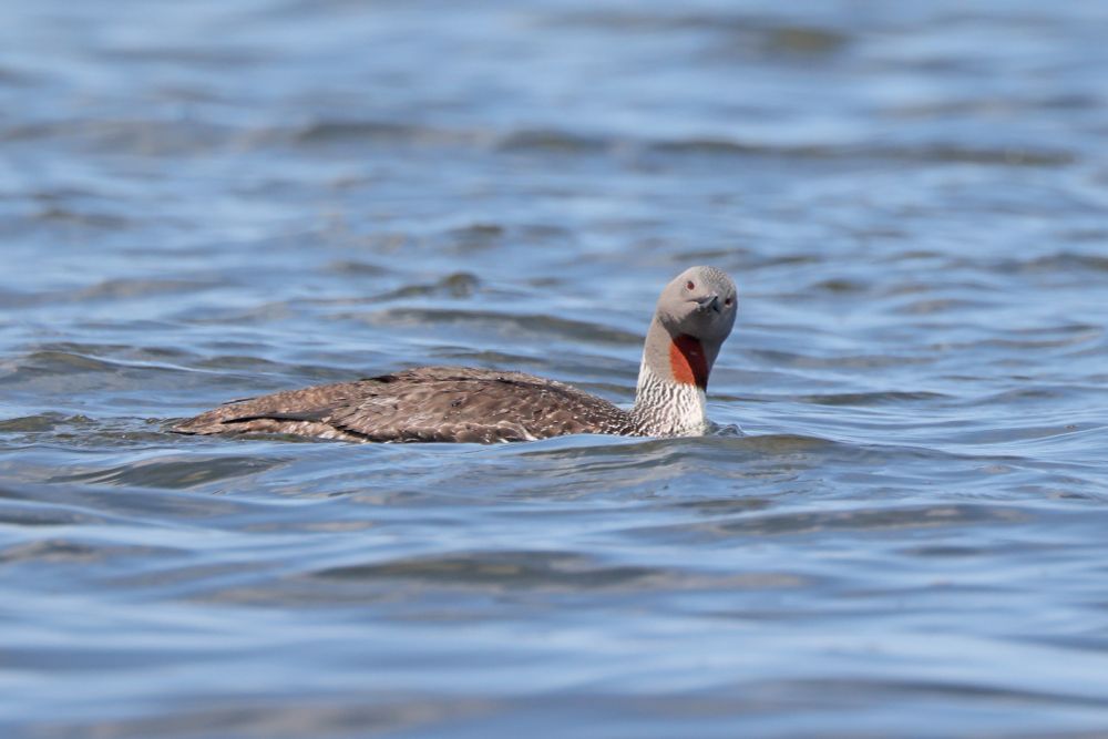 Red-throated Diver (Gavia stellata)