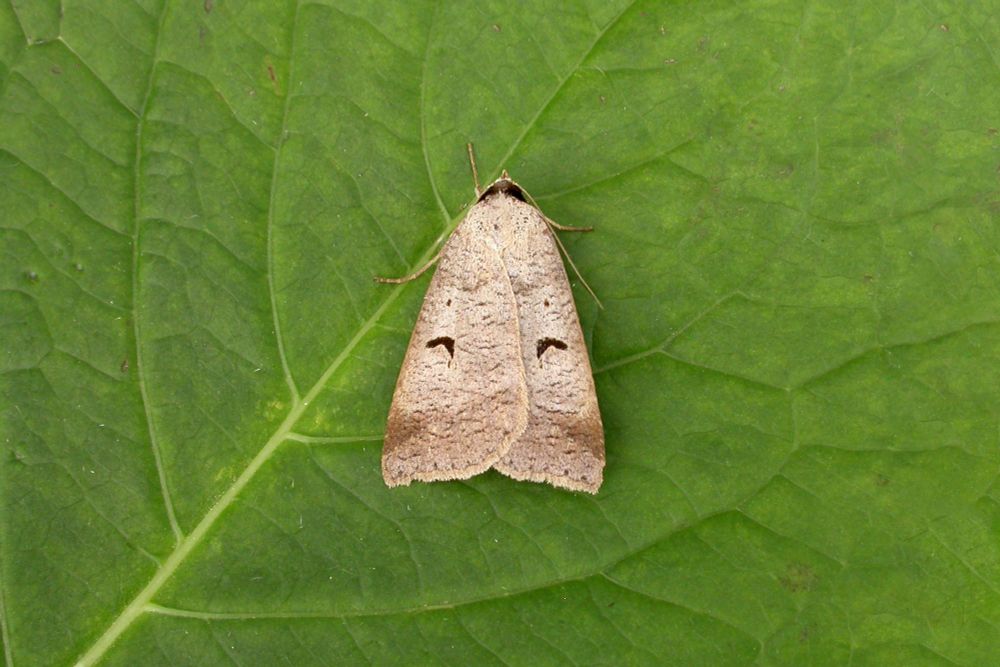 Blackneck (Lygephila pastinum)