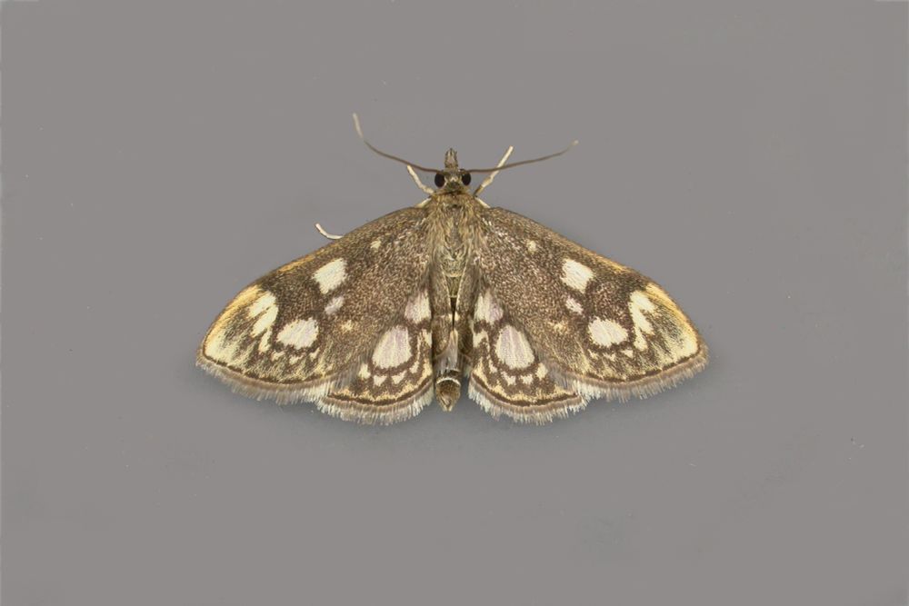 Anania coronata