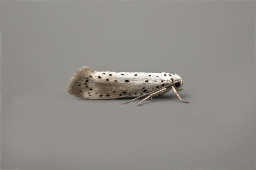 probable Orchard Ermine