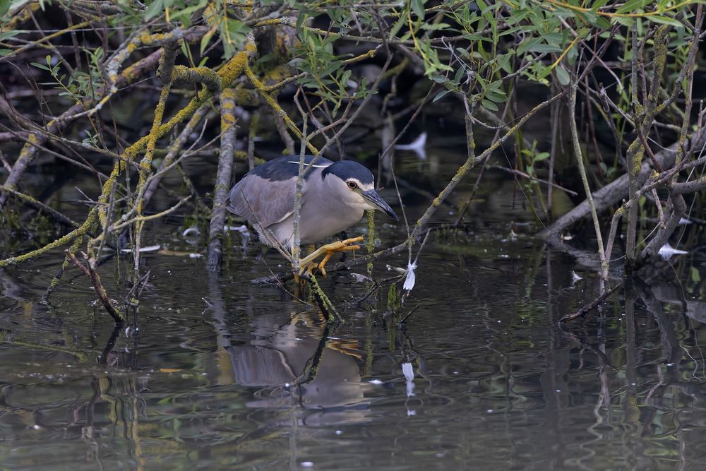 Black-crowned Night Heron (Nycticorax nycticorax)