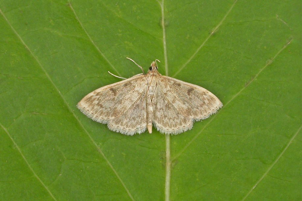 Anania perlucidalis