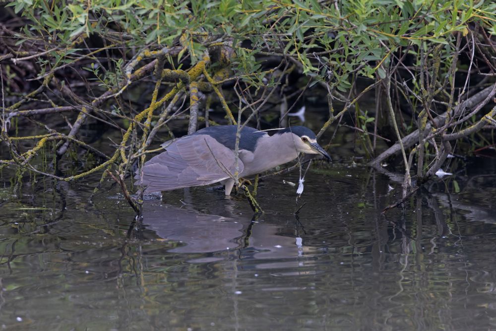 Black-crowned Night Heron (Nycticorax nycticorax) 