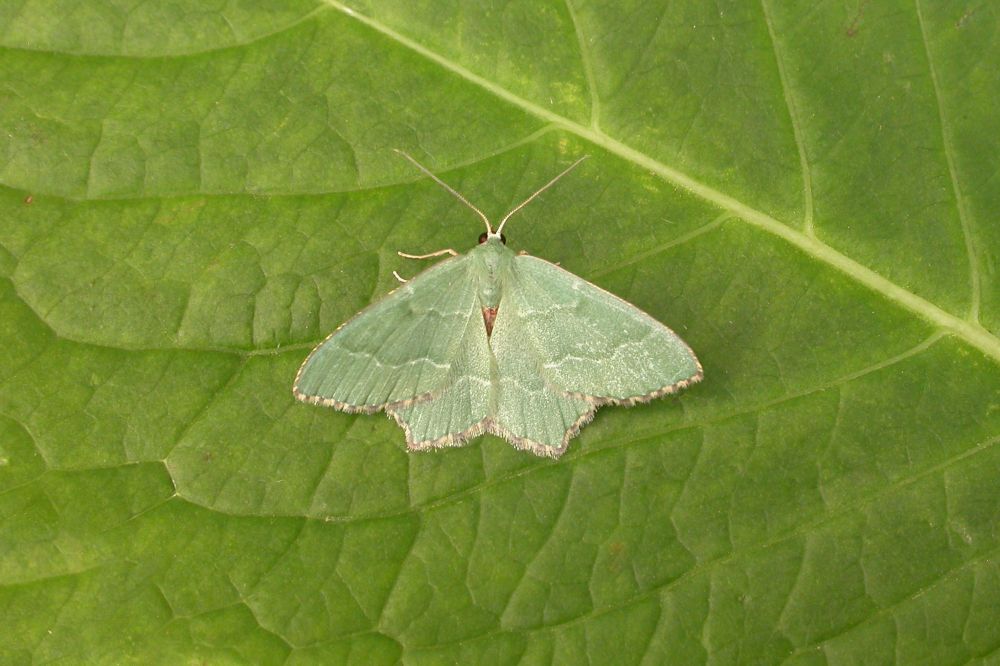 Common Emerald (Hemithea aestivaria)