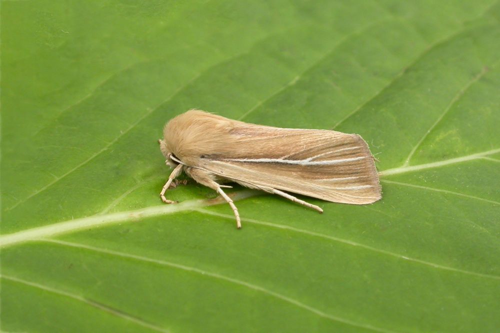 Shore Wainscot (Mythimna litoralis)