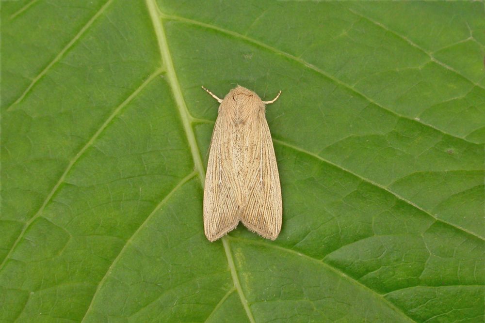 Obscure Wainscot (Leucania obsoleta)
