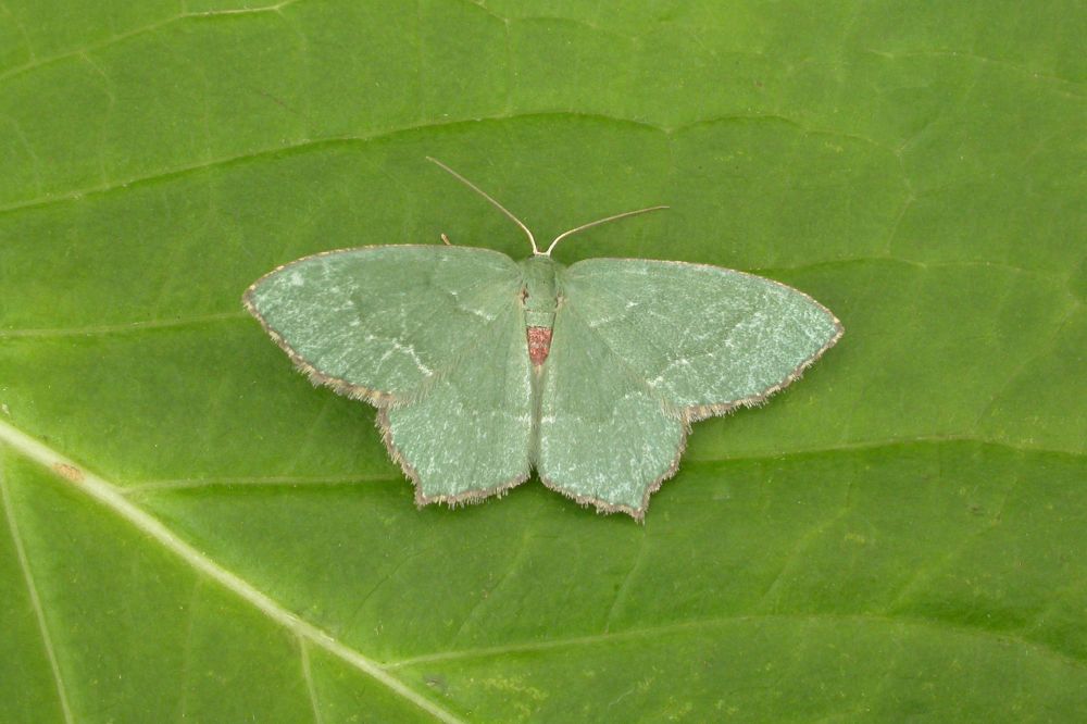 Common Emerald (Hemithea aestivaria)