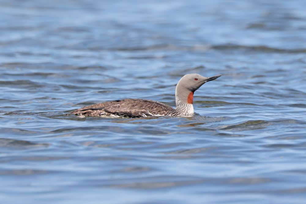 Red-throated Diver (Gavia stellata)