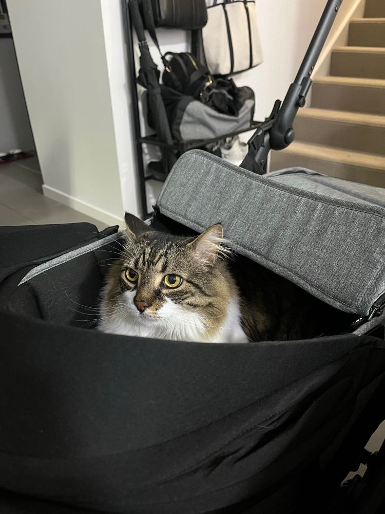 Cat sitting in a pram.