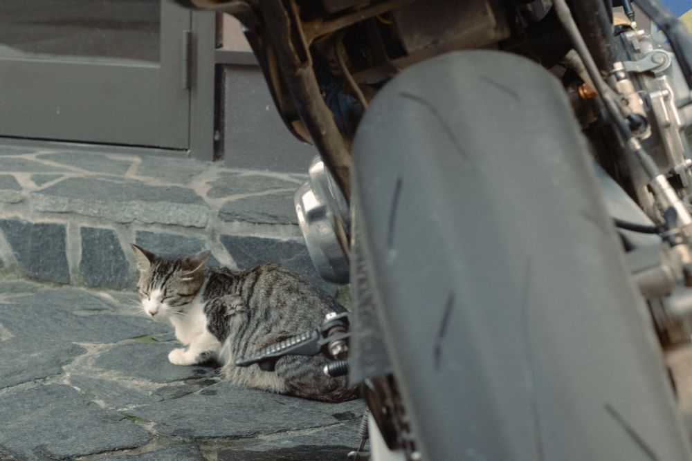 定位置にいる猫を見て一安心