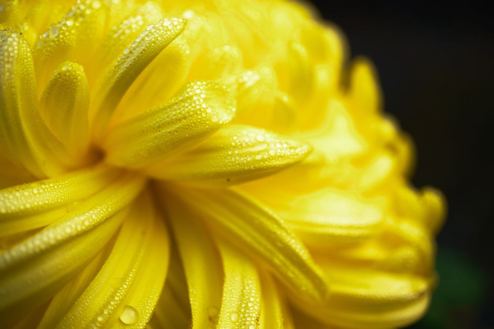 迂回路脇に置かれた鉢植えの菊