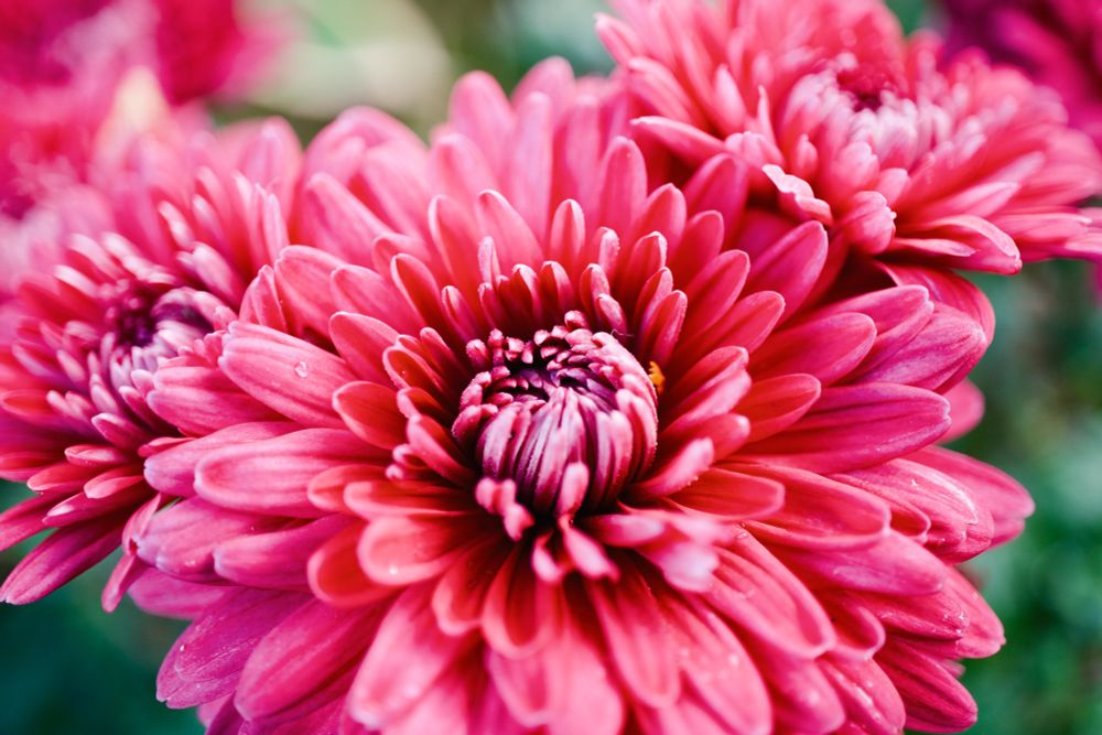 公園の入り口に飾られた花、菊の仲間かしら？