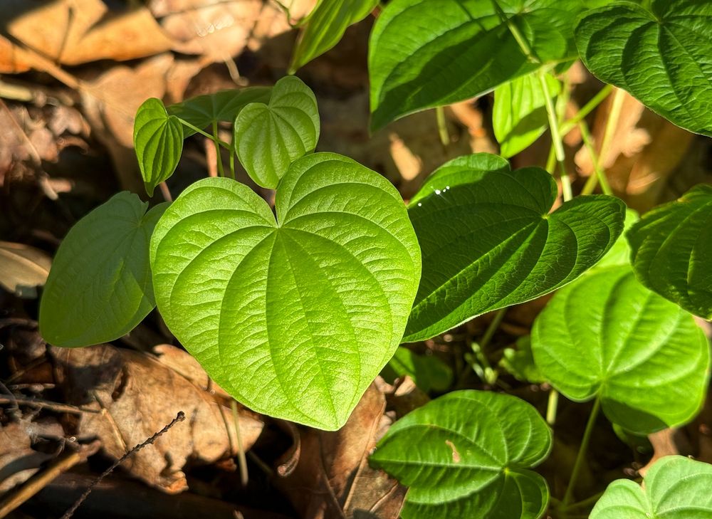 A small plant, lit up by golden sunset light, against a background of brown dead leaves. Featured in the foreground is a delicate heart-shaped leaf with ten perfectly arched palmate veins.