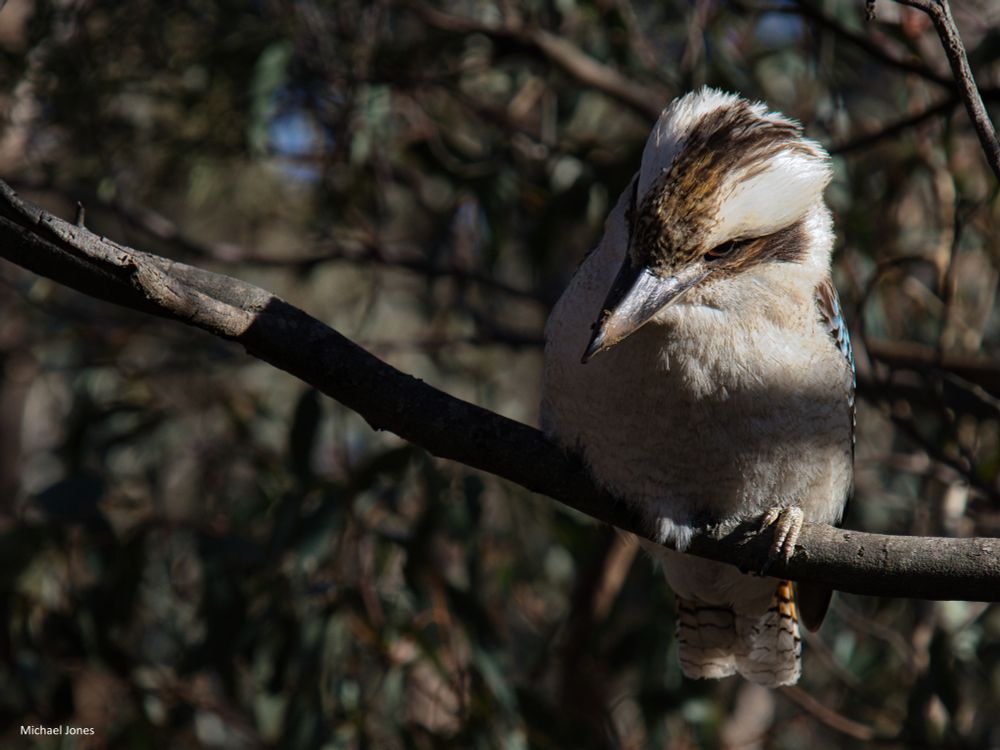 Image of a kookaburra sitting on a branch. The bird is predominately white chested, with rich, brown wings and tailfeathers. The beak is long and strong and is used to break the back of snakes and lizards