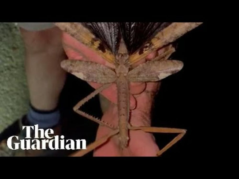 New 40cm-long species of stick insect suspected to be the heaviest insect in Australia