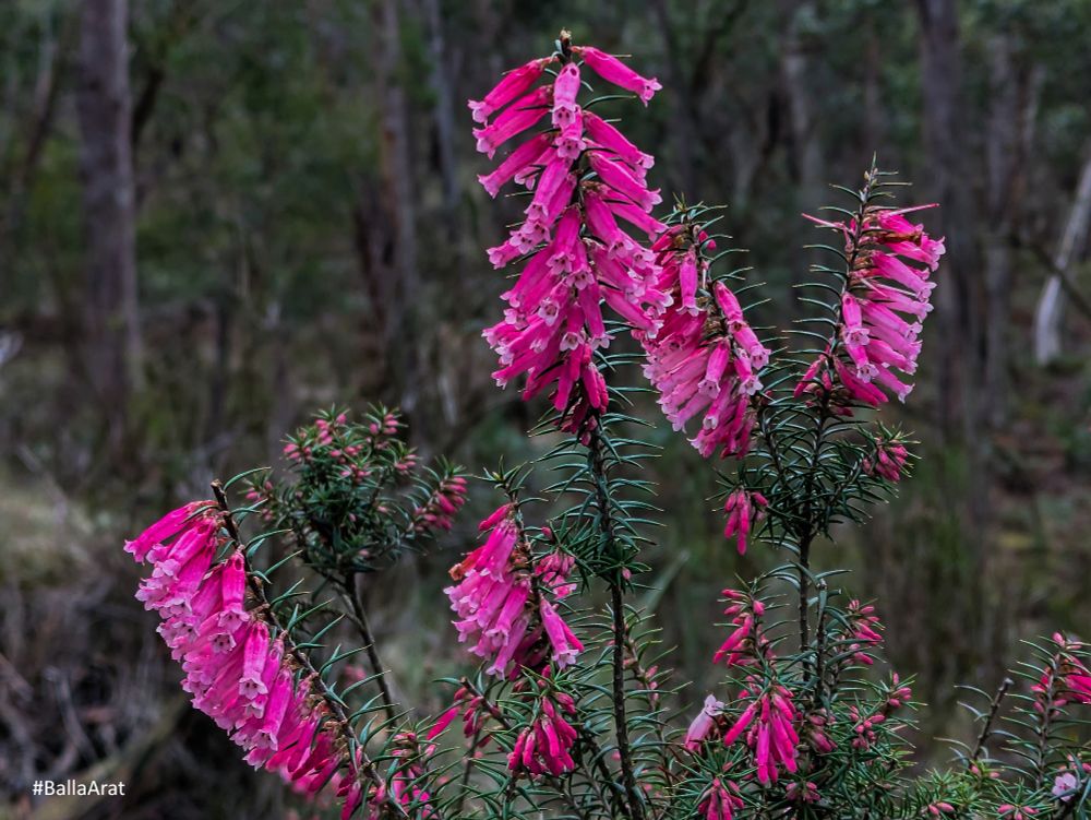 Pink flowering heath