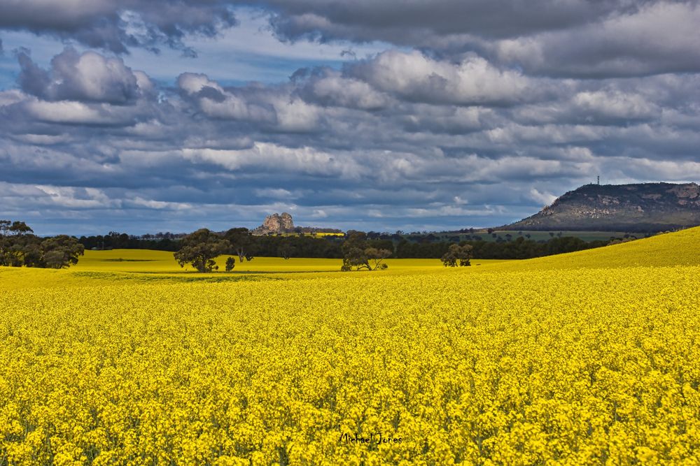 A field of yellow canola flowers with Mount Arapiles and Mitre Rock in the background, with a few redgum trees in the middle distance.