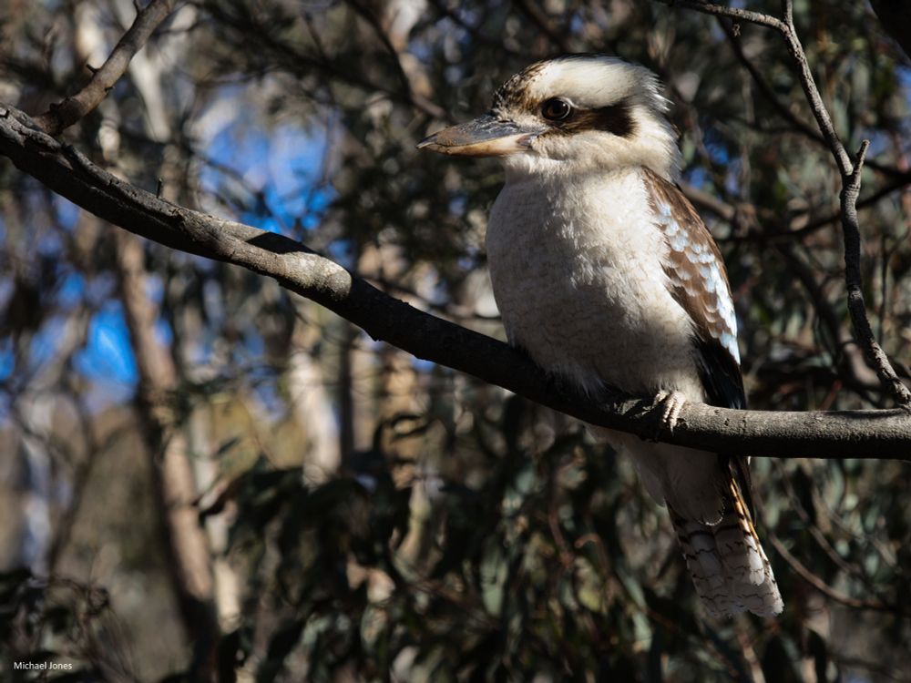 Image of a kookaburra sitting on a branch. The bird is predominately white chested, with rich, brown wings and tailfeathers. The beak is long and strong and is used to break the back of snakes and lizards