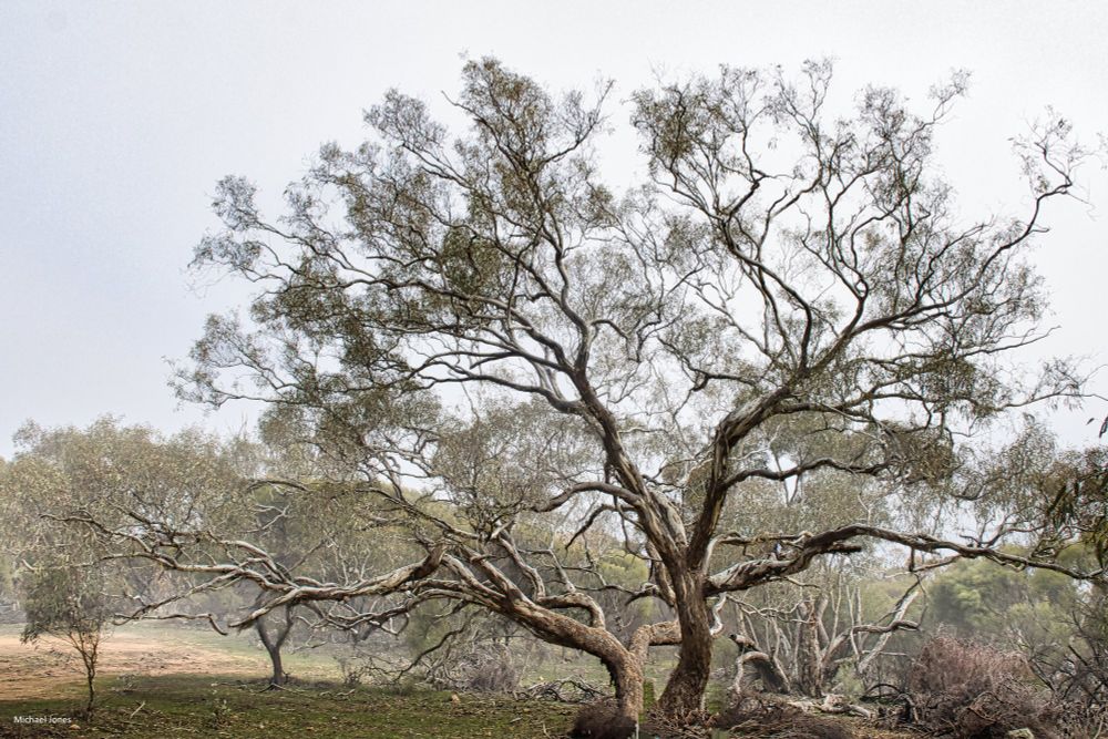 photo of a wide spreading redgum tree with fog surrounding it.