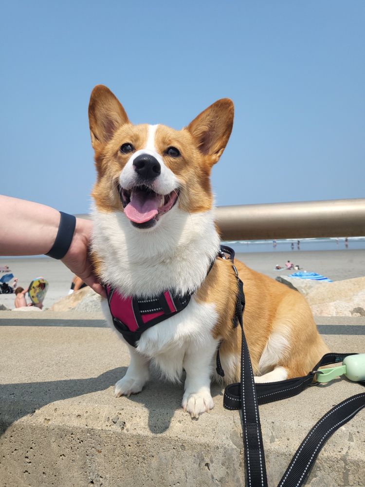 The same Corgi after noticing all the attention they are getting.