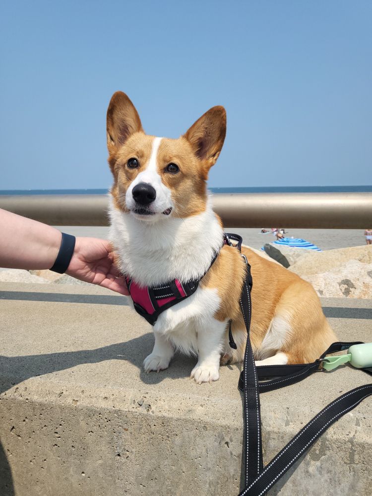 Corgi at the beach.