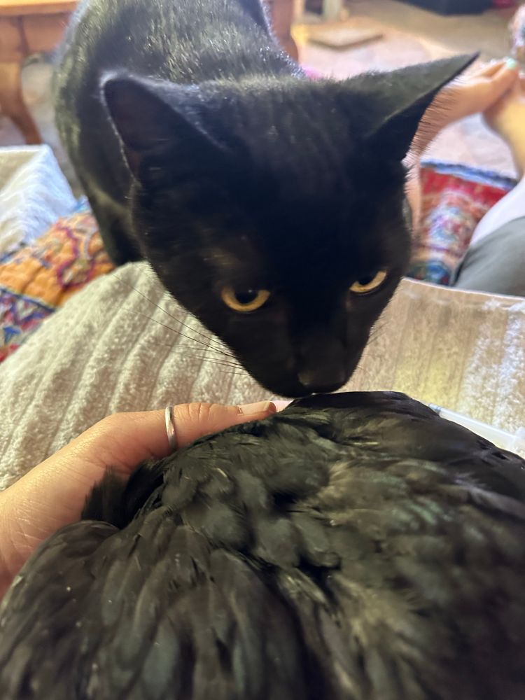 Pelé Pantera, a black cat with wide, hungry, yellow eyes, sniffs the black chicken I am holding in my lap