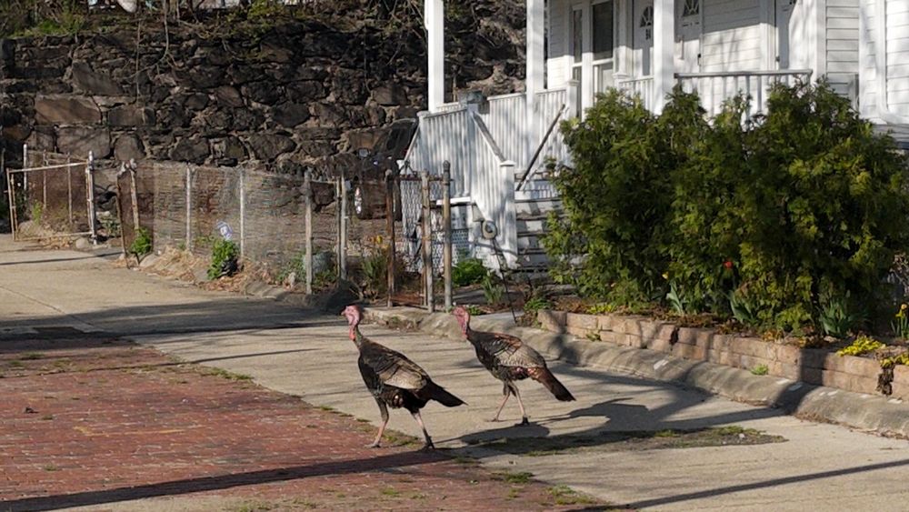 two wild turkeys walking side by side on the sidewalk in front of a white house with a porch