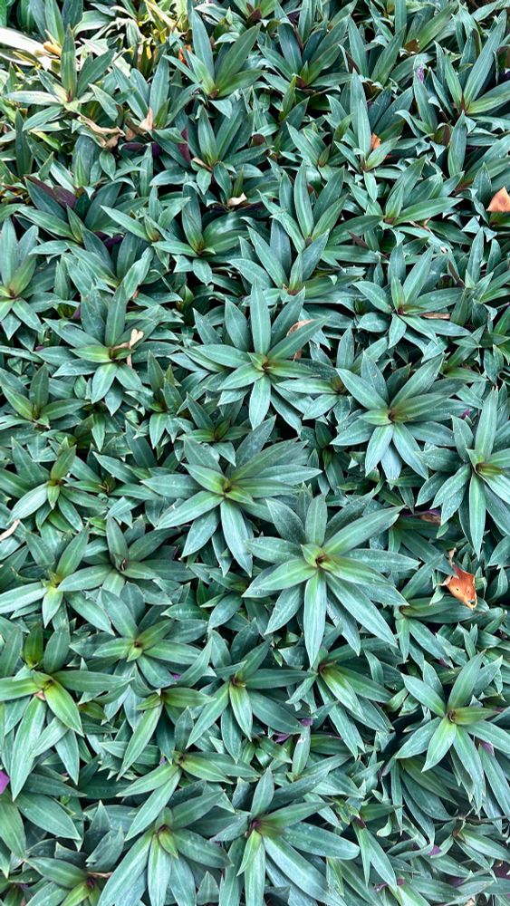 Close-up of many plants with long thin green leaves growing from the center of each 