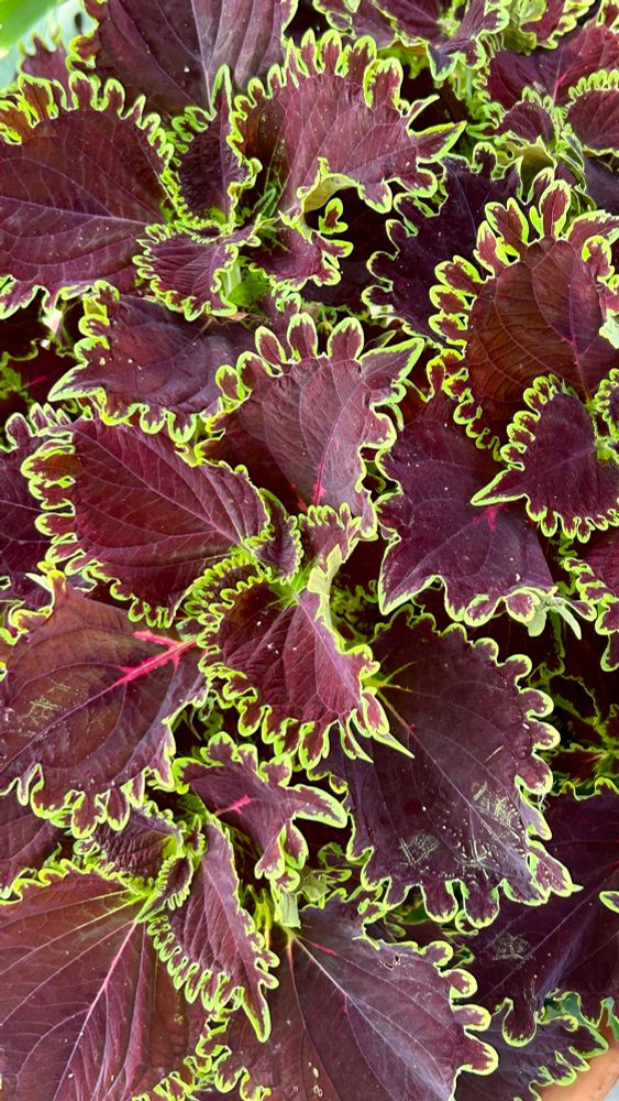 Close-up of a plant with many red leaves with green outlines, curling around each leaf in a lacy shape