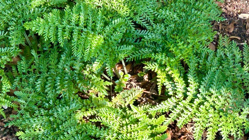 Austral gem fern, a green fern almost flat on the ground growing in a spiral
