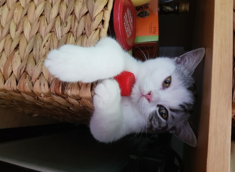 My silver-tabby-white british shorthair cat Cookie as a kitten, he sits in a storage box in the kitchen. 