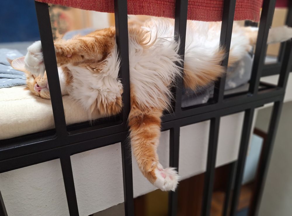 My red-tabby-white maine coon cat Bailey sleeping behind the black bars of the banister, one foot hanging down.