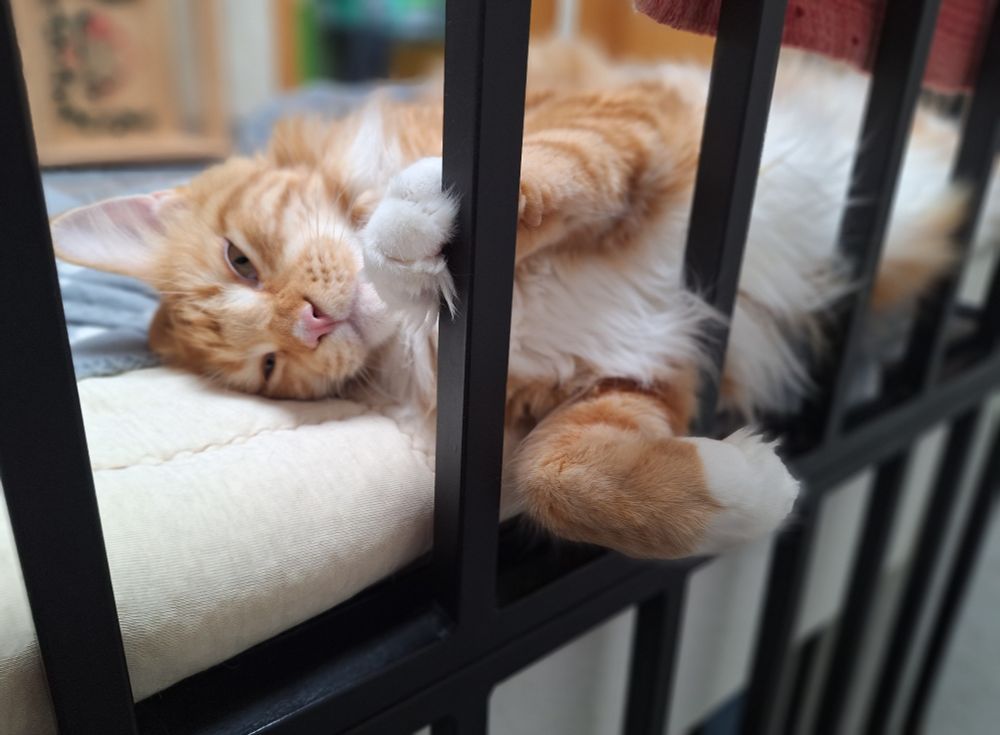 Bailey behind bars. 