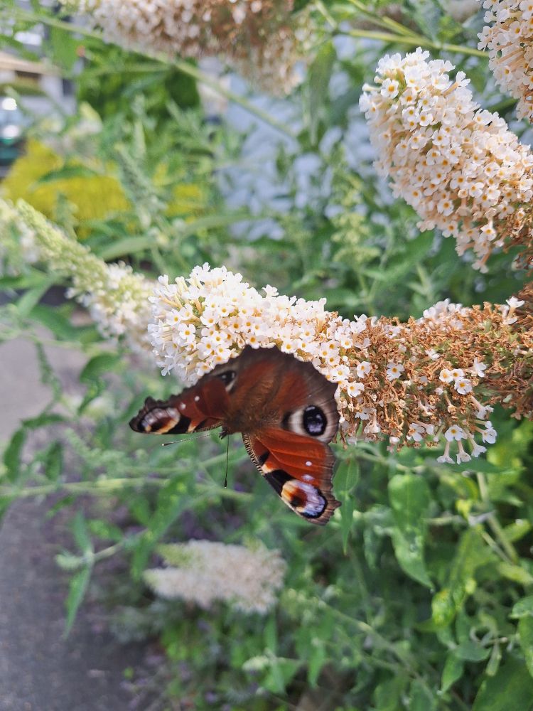 Butterfly 