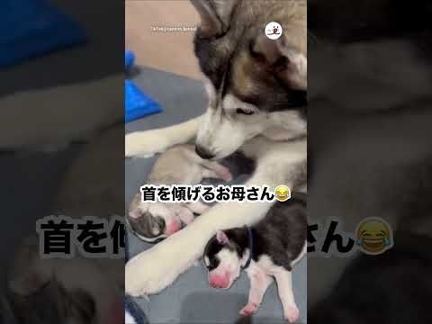 我が子の寝言に「？」ってなる母犬｜PECO