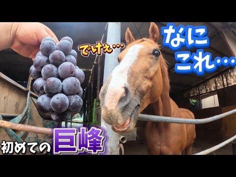 なんだこの小さいのにデカい紫は！！初めて大きなブドウを見た時の引退競走馬の反応がヤバすぎました【ツルマルボーイ様のシモベ】