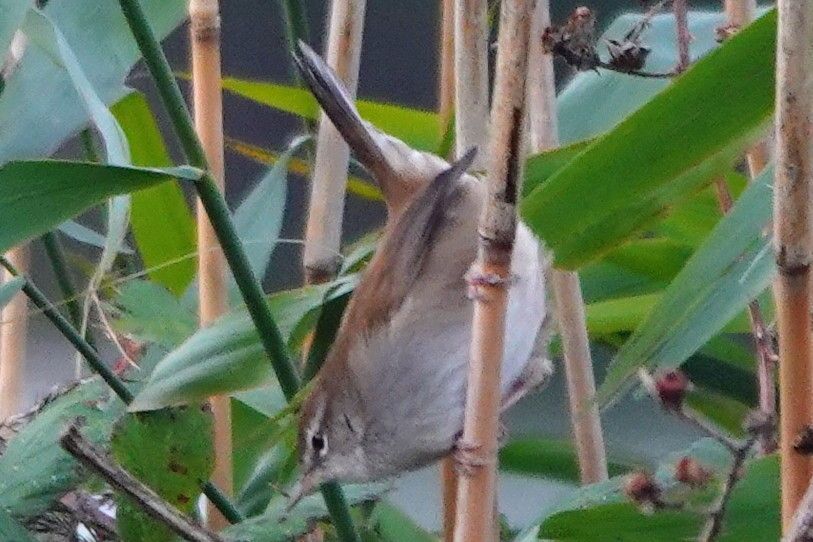 An obliging cettis warbler