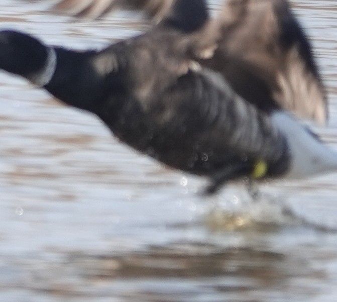 Crop revealed the yellow ring the bird had previously been seen at Zouterwoude Zuid Holland in January 2025