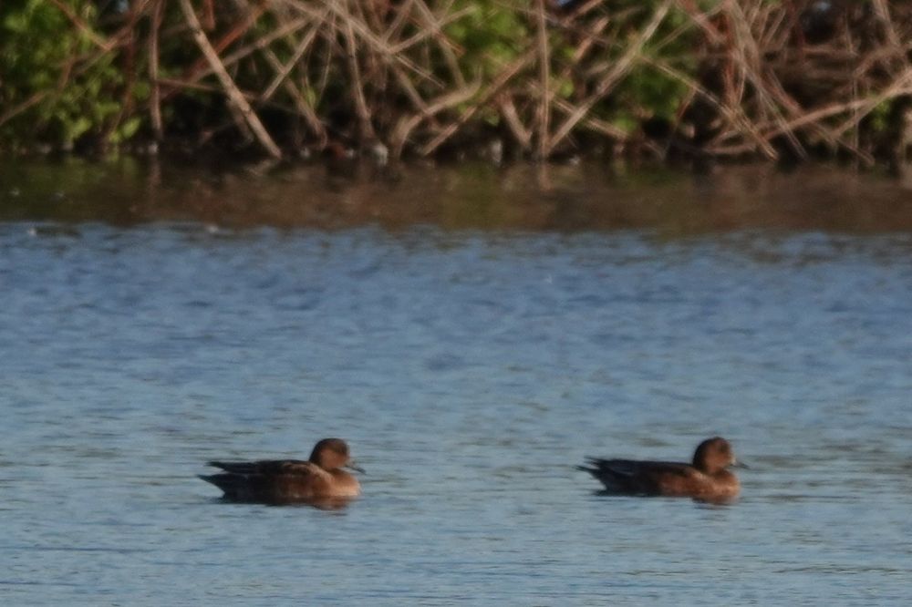 First wigeon of the autumn Klass Hennepoelpolder Polders Poelgeest