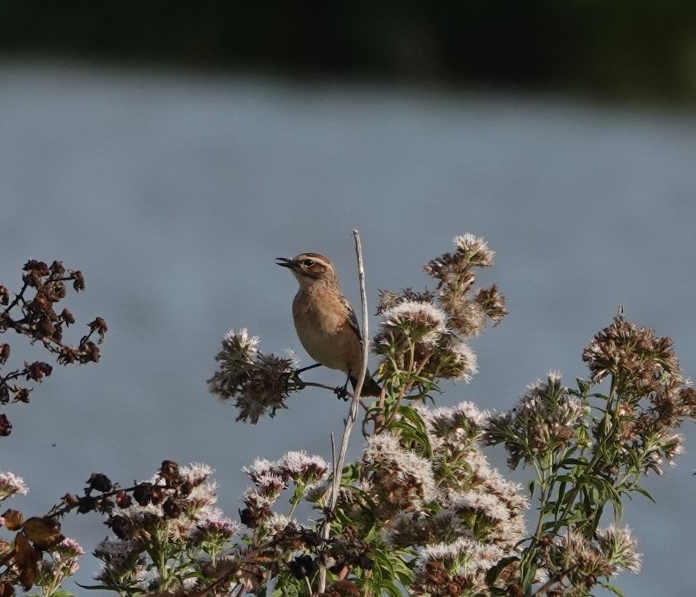 Whinchat