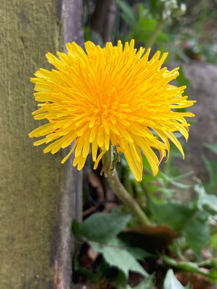 A bright yellow dandelion flower