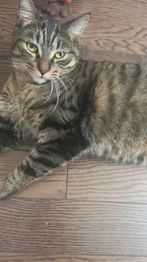 Tabby cat Bunny, who was a bit hesitant at first upon meeting her younger doggo brother Yoshi. But she’s starting to tolerate him