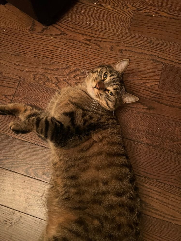 My sweet kitty, Bunny, who loves to plop over and receive tons of belly rubs