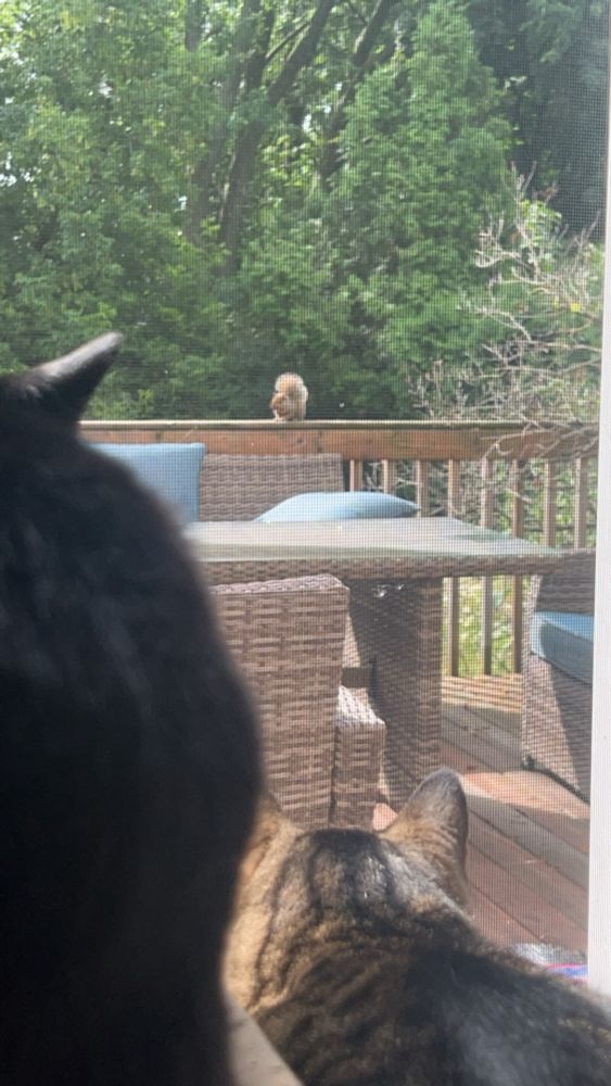 Another view of Fae and Bunny staring down Quirrely