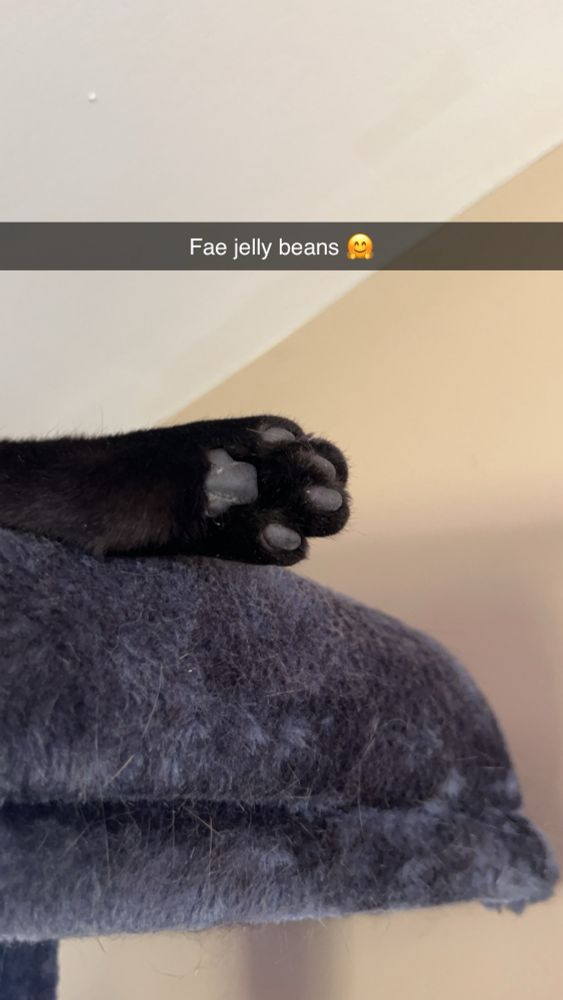 Fae asleep stop a cat tree, with her hind leg sticking out showing her foot pads aka jelly beans