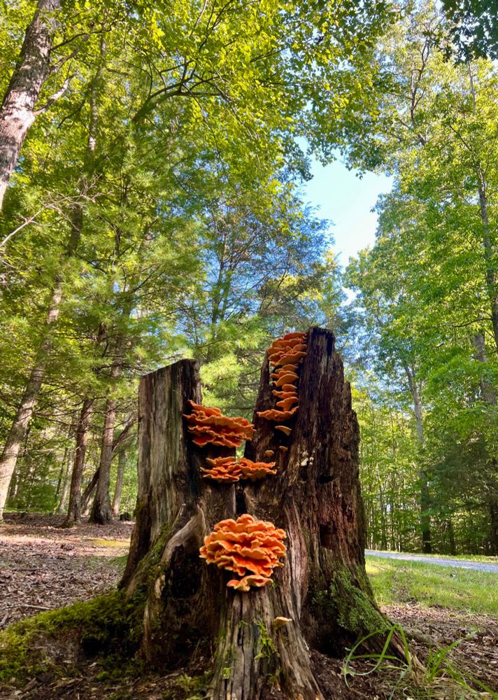 In the foreground, a rotting stump is framed. Its top had splintered open in the middle, creating a V-shaped gap inside which shelves of orange fungus are growing in close clusters another bundle of the same is growing below the point of the V, on one of the thick “legs” (roots) of the stump. It is backlit and framed by a sunny forest background, a service road visible in the distance and a blue gap of sky peeking through the canopy above and to the right of the stump.